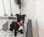 Small #5 Mutt