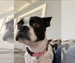 Small Photo #3 Boston Terrier Puppy For Sale in Wheaton, IL, USA