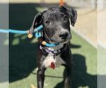 Small #1 Labrador Retriever Mix