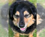 Small #5 Australian Shepherd-Cavalier King Charles Spaniel Mix
