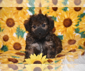 Poochon Puppy for sale in ELDORADO, OH, USA