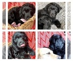 Small Photo #8 Goldendoodle Puppy For Sale in MADISONVILLE, TN, USA