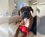 Small Photo #7 Boxer Puppy For Sale in Burnsville, MN, USA