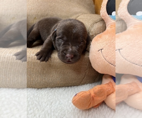 Medium Photo #5 Labrador Retriever Puppy For Sale in NEOLA, WV, USA