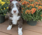 Small Photo #3 Bernedoodle Puppy For Sale in MINBURN, IA, USA