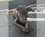 Small Photo #19 Labrador Retriever-Unknown Mix Puppy For Sale in Brewster, NY, USA