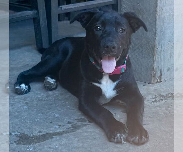 Medium Photo #28 Labrador Retriever-Unknown Mix Puppy For Sale in OKLAHOMA CITY, OK, USA