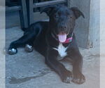 Small #27 Labrador Retriever Mix