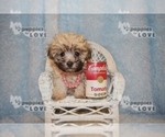 Small Photo #8 Maltese-Poodle (Toy) Mix Puppy For Sale in SANGER, TX, USA