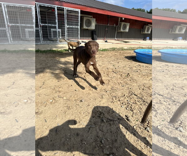Medium Photo #3 Labsky Puppy For Sale in Corning, AR, USA