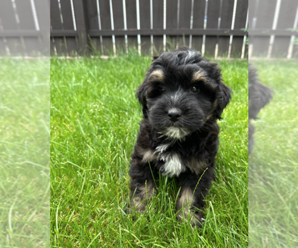 Medium Photo #7 Bernedoodle (Miniature) Puppy For Sale in MILWAUKEE, WI, USA