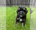 Small #6 Bernedoodle (Miniature)