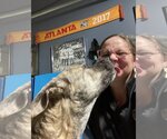 Small Photo #7 German Shepherd Dog-Greyhound Mix Puppy For Sale in Atlanta, GA, USA