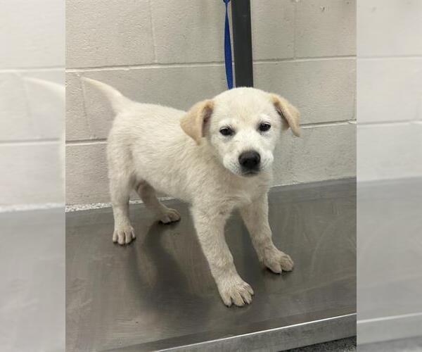 Medium Photo #1 Shepradors Puppy For Sale in Conroe, TX, USA