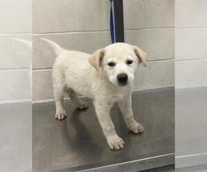 Shepradors Dogs for adoption in Conroe, TX, USA