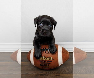 Labrador Retriever-Unknown Mix Dogs for adoption in McKinney, TX, USA