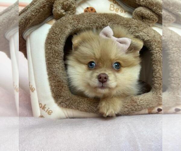 Medium Photo #8 Pomeranian Puppy For Sale in JACKSONVILLE, FL, USA
