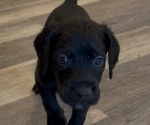 Puppy Shadow Goldador Doodle