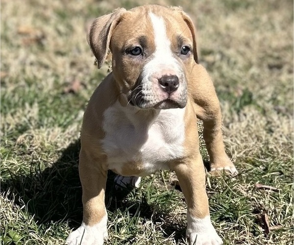 Medium Photo #6 American Bully Puppy For Sale in SALEM, IL, USA