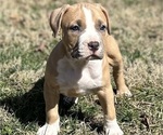 Small Photo #6 American Bully Puppy For Sale in SALEM, IL, USA