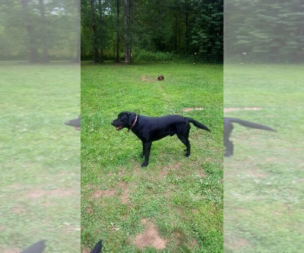 Medium Photo #1 Labradoodle Puppy For Sale in JONES, MI, USA