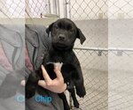 Small Photo #1 Labrador Retriever-Unknown Mix Puppy For Sale in Oakhurst, NJ, USA