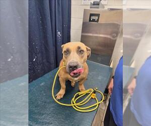 Basset Hound-Unknown Mix Dogs for adoption in Mobile, AL, USA