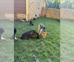 Small #3 German Shepherd Dog Mix