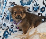 Small Photo #8 Yoranian Puppy For Sale in ELKTON, KY, USA