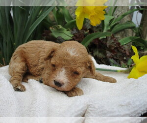 Cavapoo Puppy for sale in SHILOH, OH, USA