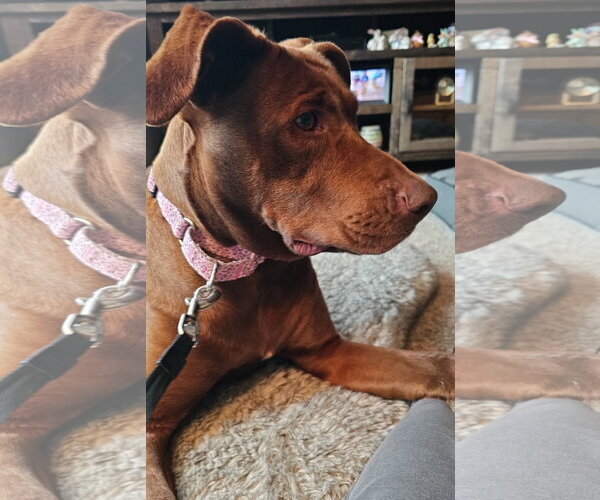 Medium Photo #2 - Mix Puppy For Sale in Brooklyn Center, MN, USA