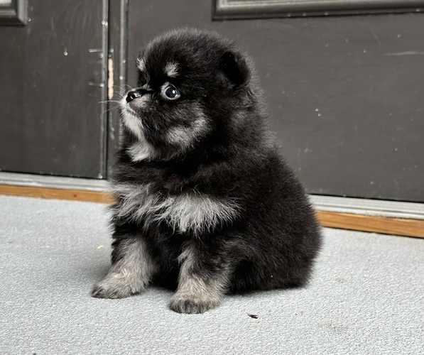 Medium Photo #2 Pomeranian Puppy For Sale in LOGANVILLE, GA, USA