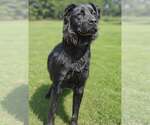 Small #2 Golden Retriever Mix