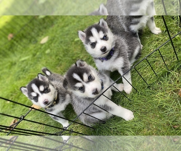 Medium Photo #5 Siberian Husky Puppy For Sale in LYNNWOOD, WA, USA