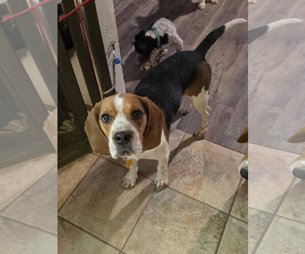 Medium Photo #2 Beagle Puppy For Sale in Las Vegas, NV, USA