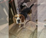 Small #1 Beagle