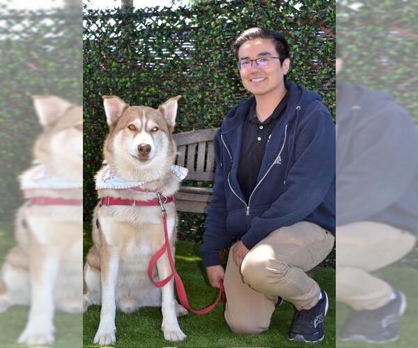 Medium Photo #2 Siberian Husky Puppy For Sale in Santa Barbara, CA, USA