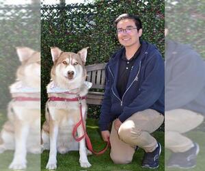 JONAH - Male Siberian Husky Dog for Adoption - Photo #2