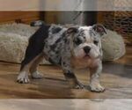 Small Photo #1 English Bulldog Puppy For Sale in MARSHFIELD, MO, USA