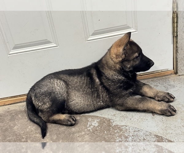 Medium Photo #9 German Shepherd Dog Puppy For Sale in BRIGHTON, CO, USA