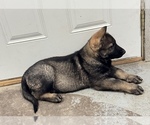 Small #8 German Shepherd Dog