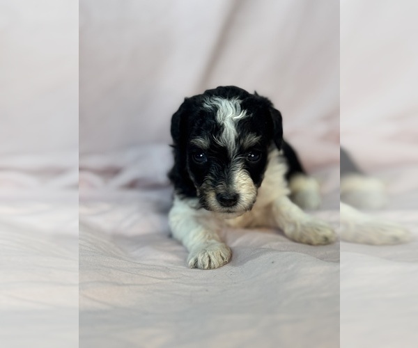 Medium Photo #12 Bernedoodle (Miniature) Puppy For Sale in LONGMONT, CO, USA