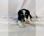 Pepper - Female Bernedoodle (Miniature) Puppy for Sale - Photo #12