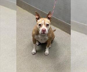 Mutt Dogs for adoption in Las Vegas, NV, USA