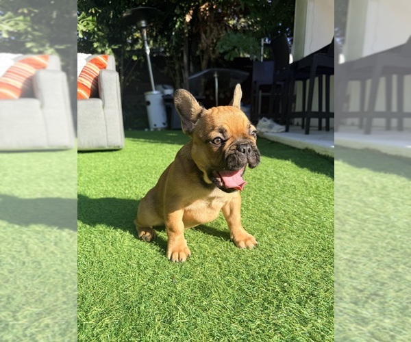 Medium Photo #5 French Bulldog Puppy For Sale in TAMPA, FL, USA