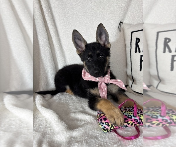 Medium Photo #4 German Shepherd Dog Puppy For Sale in GREENFIELD, IN, USA