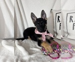 Small #3 German Shepherd Dog