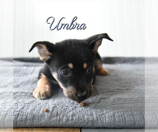 Medium Photo #1 Mutt Puppy For Sale in Sandy, UT, USA