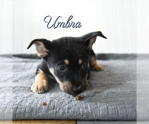 Mutt Dogs for adoption in Sandy, UT, USA