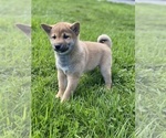 Image preview for Ad Listing. Nickname: Scooter  Shiba